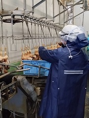 食鳥検査員が生鳥に対して疾病有無を検査している画像