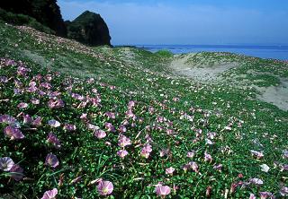 ハマヒルガオが咲く海岸