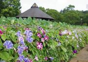 千葉公園花の輪1