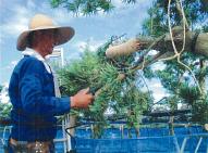千葉県植木伝統樹芸士の写真