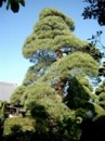 千葉県植木銘木の写真