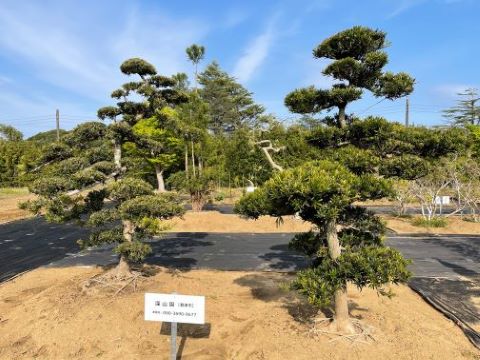 植木見本園　左