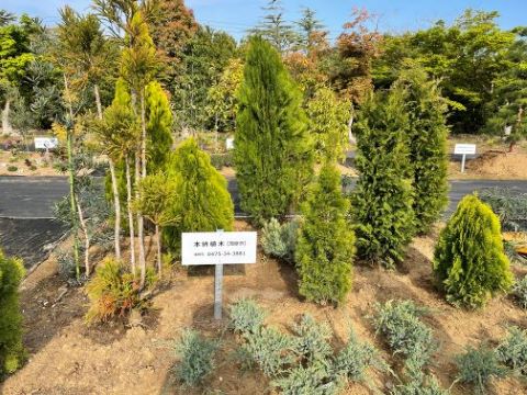 植木見本園　中央