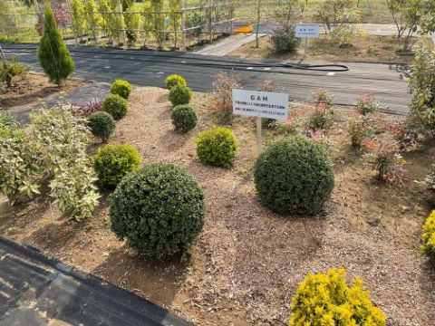 植木見本園　右
