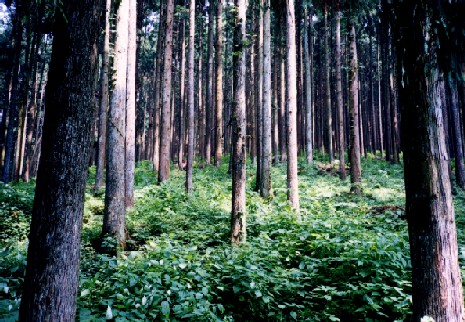 間伐が適正に行われた森林