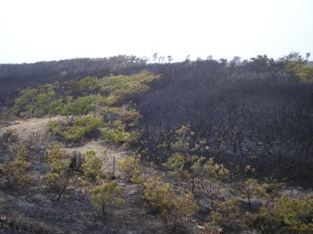 山火事の写真1