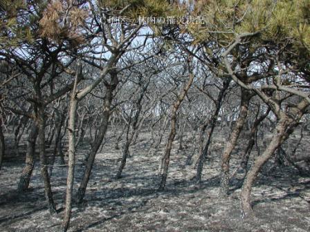 山火事の写真2