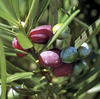 イヌマキ種子の写真