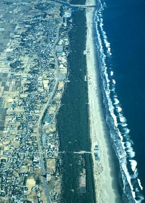 九十九里海岸の松林