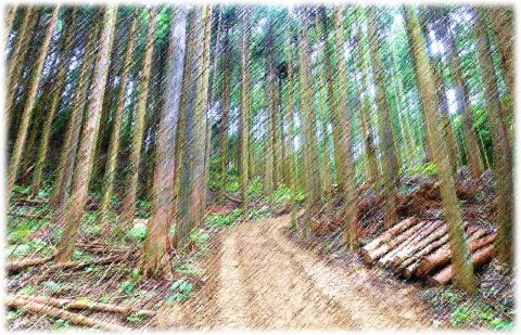 森林の画像