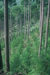 複層林（二段林）