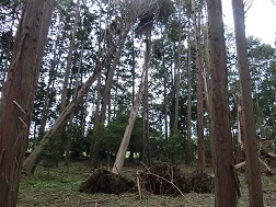 風倒木（県森林研究所内撮影）