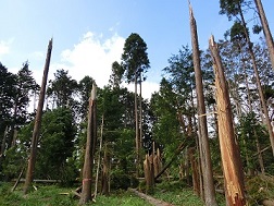 欠損木（県森林研究所内撮影）