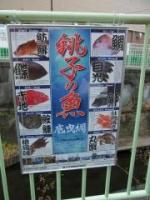 銚子の魚のポスターです