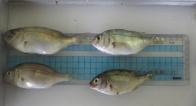 放流したマダイ種苗