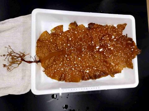 当事務所で撮影したオオノアナメの画像
