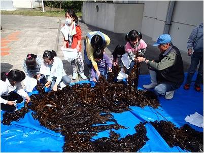 ワカメの収穫体験の様子