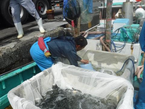 竹岡漁港の漁船への稚魚の積み込み
