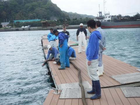 保田漁港における放流の様子