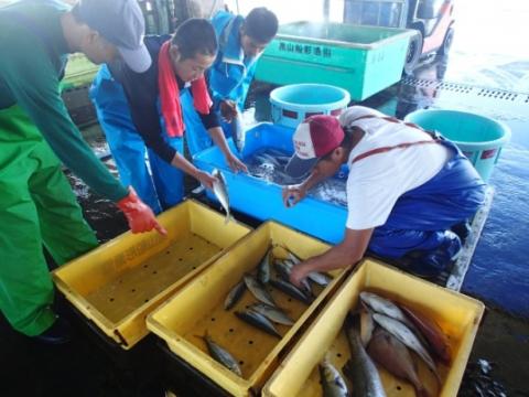 漁獲物の選別作業体験