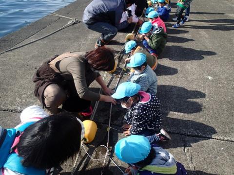 白浜地区の幼稚園児が種糸を巻きつけている様子