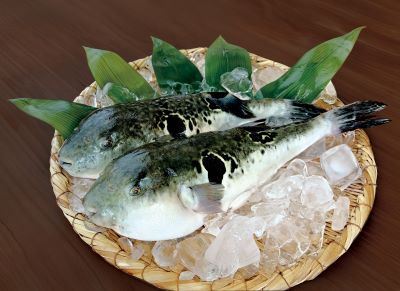 大原産天然トラフグ