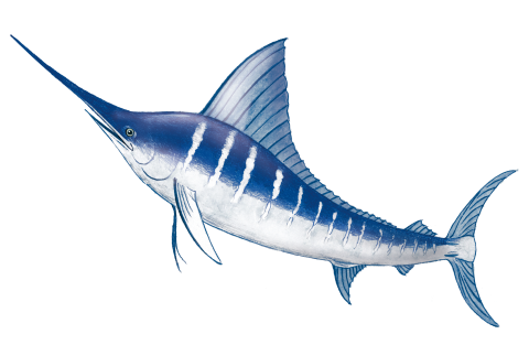 マカジキイラスト