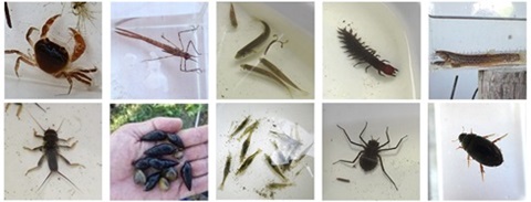 水生生物調査参加者からの提供画像（千葉県の河川に生息する水生生物等）