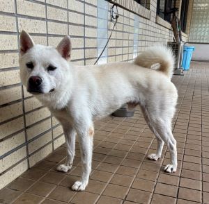 雑種、オス、白色、中型の犬、名前「チョウジ」の写真