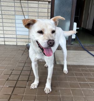 雑種、オス、白色、中型の犬、名前「デンジ」の写真