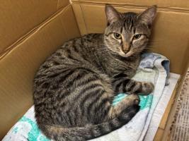 キジトラ模様のメス猫アカネの写真