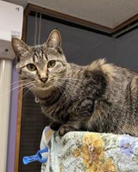 キジトラ模様のメス猫アカネの写真