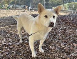 雑種、メス、薄茶色、中型の犬、名前「アイコー」の写真