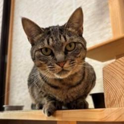 キジトラ模様のメス猫ふうの写真