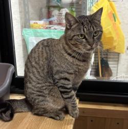 キジトラ模様のメス猫ふうの写真