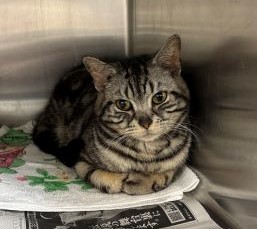 シルバ―タビー模様のオス猫サダの写真