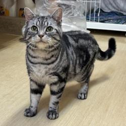 シルバ―タビー模様のオス猫サダの写真