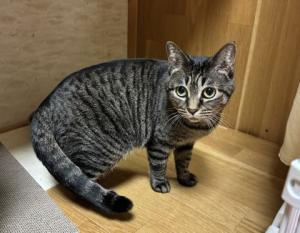 キジトラ模様のメス猫ペチの写真