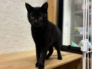 黒模様のオス猫ゼラの写真