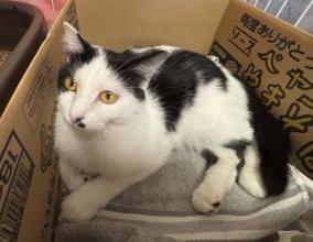白黒模様のメス猫はちの写真