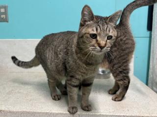 キジトラ模様のメス猫まことの写真