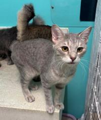 グレートラ模様のオス猫伝蔵の写真