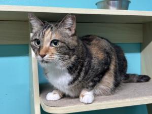 三毛模様のメス猫みやこの写真