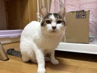 白キジ模様のメス猫エビィの写真
