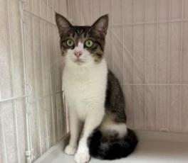 キジ白模様のメス猫チャチャの写真
