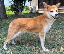 犬「小町」（こまち）の画像