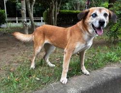 雑種、メス、茶色、中型の犬、名前「しろこ」の写真