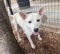 雑種、オス、白色、中型の犬、名前「ジャン」の写真