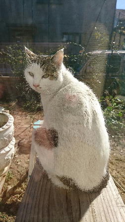 個人等で保護している猫の情報 本所 千葉県