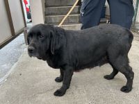 ラブラドールレトリバー、黒色、メス、大型犬を収容しました